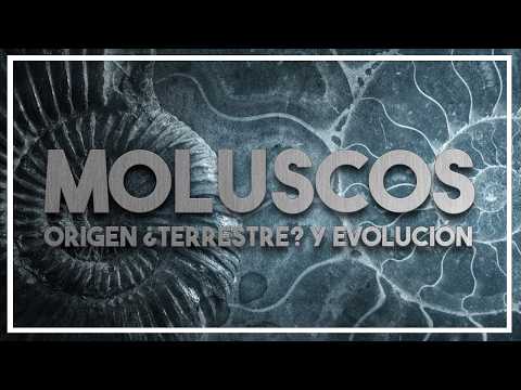 Are Octopuses of Extraterrestrial Origin? The Evolution of Mollusks