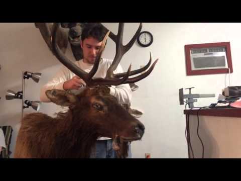 Live at the Pablo Pigcasso Taxidermy Studio