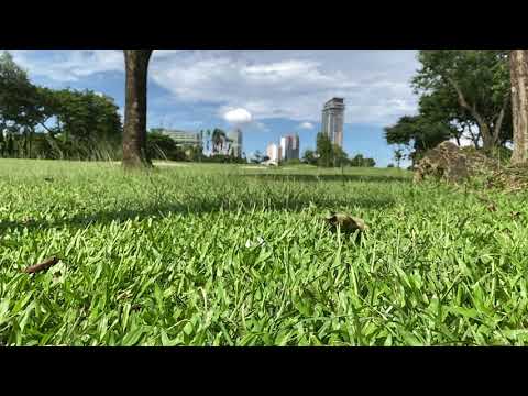 Callaway Big Bertha Gold Irons from the rough in slow motion