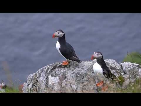 Der Papageientaucher