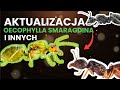 Co Z ZIELONĄ MRÓWKĄ I Mrówkami Z CHORWACJI
