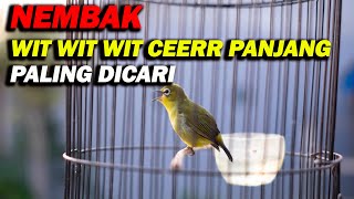 Download lagu PANCINGAN PLECI NEMBAK WIT WIT CEERR PANJANG , MASTERAN PLECI PALING DICARI !!! mp3