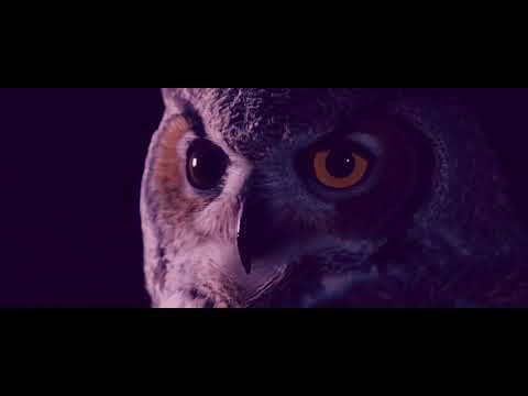 Wlderz - Rocket Owl [SKRPT062]