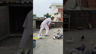 Download lagu kabutar kaise pakde🕊🕊 # short #homingpigeons mp3