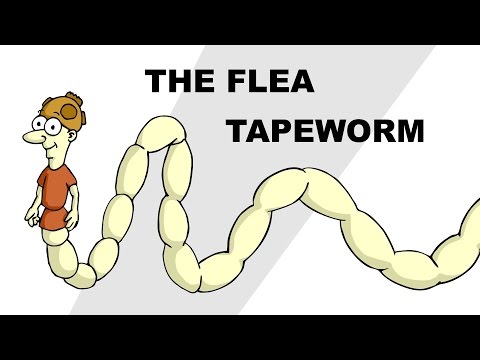 Hogyan lehet megállapítani hogy van e pinwormja