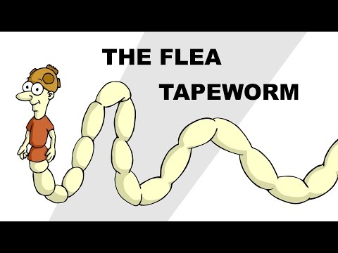 A pinworms ellen