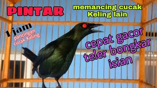 Download lagu pancingan agar cucak keling lain cepat gacor teler bongkar isian mp3