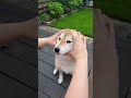 Một Chiếc Shiba Inu Bị Lỗi | THÍCH THÚ #shorts