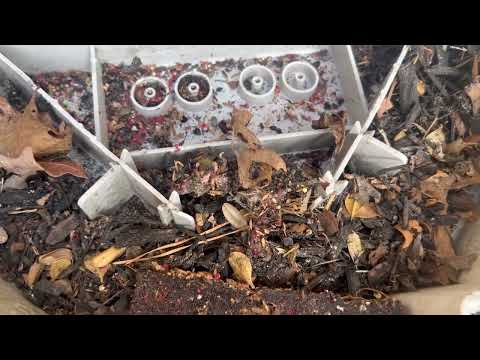 Black Window Living in Rodent Bait Station...