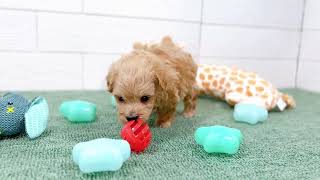 ハーフ犬の動画01