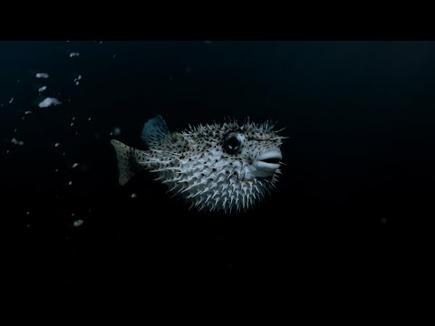 Marteria - L.I.E.B. (Offizielles Musikvideo)