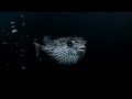 Marteria - L.I.E.B. (Offizielles Musikvideo)