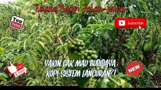 Download lagu YAKIN GAK MAU BUDIDAYA KOPI SISTEM LANCURAN? || Tukang Ngopi Jalan-jalan mp3