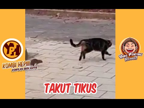 kombi-heppiii-takut-tikus