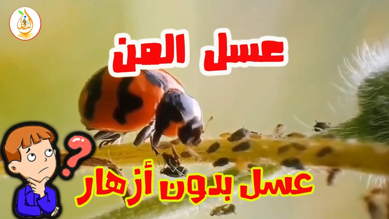 هل تعلم؟ النحل يصنع أحد أغلى أنواع العسل من حشرة المنّ!