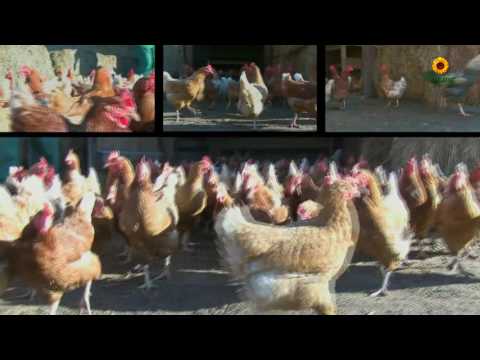 ECHT Fläming_Backschwein-Tenne