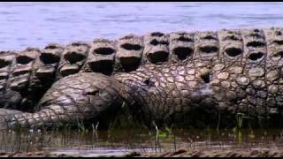 Das größte Krokodil der Welt - Doku