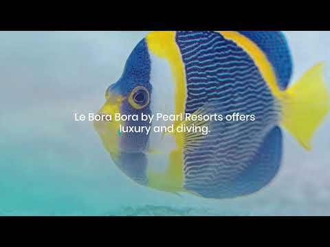 The Hunt for Black Pearls: Diving Deep into Tahiti's Pearl Farms