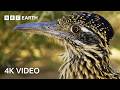 3 Hours Of Epic Nature Footage In 4K 4K UHD BBC Earth