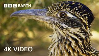 3 שעות של צילומי טבע אפיים באיכות 4K | 4K UHD | BBC Earth