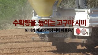 고구마 수확량 늘리기 위해 꼭 지켜야 할  비료 성분비. 비료량별 고구마 수확량 실증자료