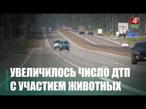 Возрастает риск ДТП с участием крупных копытных животных