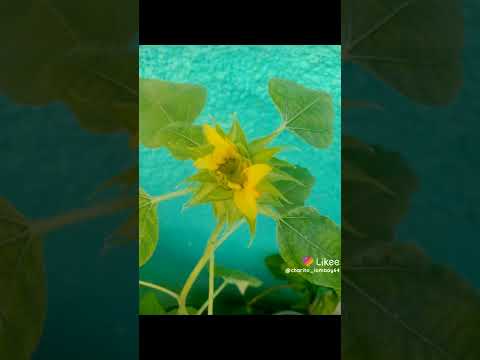 flowers ‎@charito lomboy  (2)