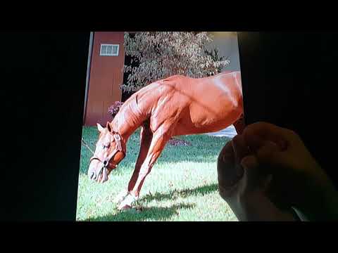 Horacio the handsnake - Strike The Gold the racehorse