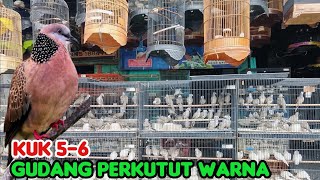 Download lagu GUDANG PERKUTUT WARNA DAN TEKUKUR KUK 5-6.  mp3