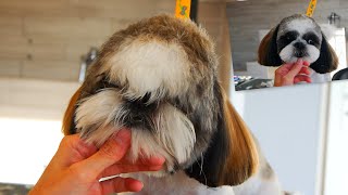 Grooming Shih Tzu face by Scissors