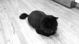 The Mountain Goats - Choked Out (Unofficial Music Video feat. My Cat)