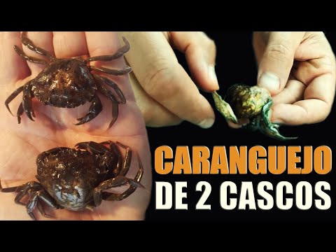 ✅ Como Identificar se o caranguejo 🦀 é de 2 cascos 🤔 ❓❓