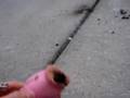 Wamu Pig 2
