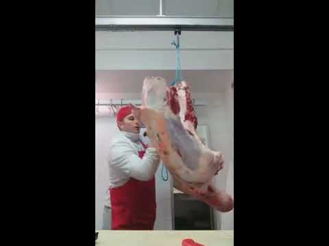 Sezionamento anteriore di Bovino adulto