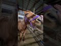 Over 30 Horses Rescued out of the Slaughter Pipeline