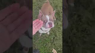 Video preview image #1 Boston Terrier-Unknown Mix Puppy For Sale in Wakefield, RI, USA