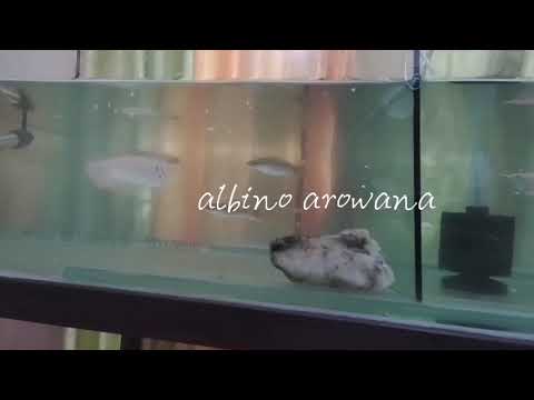 Albino Arowana & Channa micropeltes( mayilvaha)