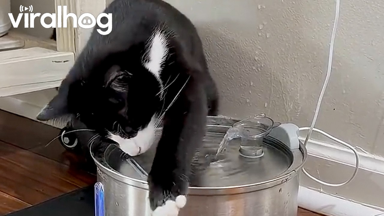 Tuxedo Cat Does Everything But Drink From His Water Fountain || ViralHog