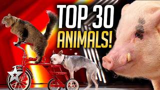 Download lagu TOP 30 Animal Auditions On Got Talent EVER mp3