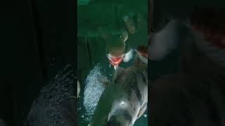 Download lagu Berbagi kebahagiaan itu tidak selalu dengan sesama manusia... mp3 Download lagu Berbagi kebahagiaan itu tidak selalu dengan sesama manusia... mp3