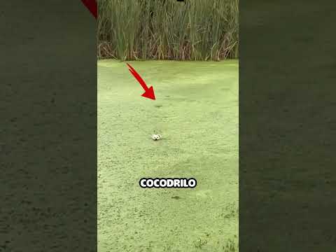 Perro es perseguido por cocodrilo mientras buscaba peces