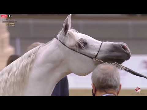 N 350 HAOUAYEL AL SHAQAB   23rd Qatar National Arabian Horse Show   Mares 4 6 Years Old Class 9A