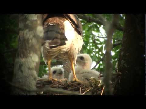 Cooper's Hawk (female arrives to feed ~16 day old young)