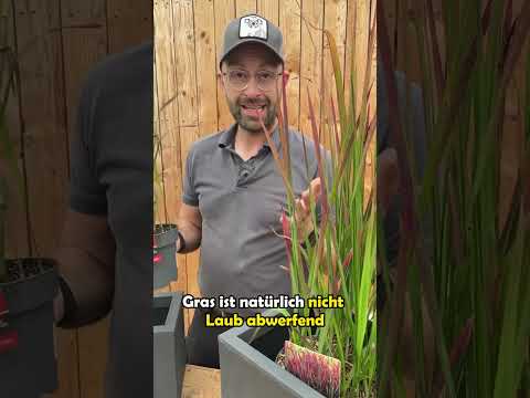 3 Gräser für deinen Garten oder Balkon