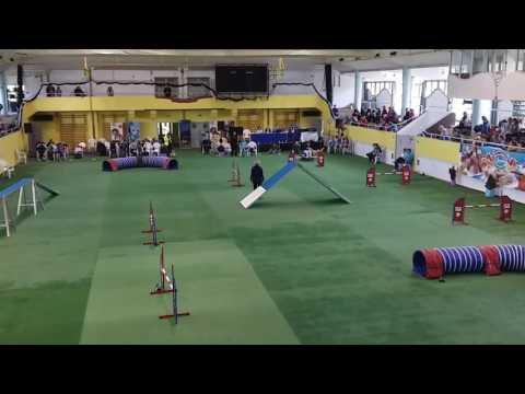 Akira Para agility futam