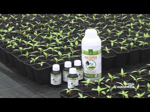 Kako „Bakterije“ pomažu mladim biljkama_441_27.02.2016.