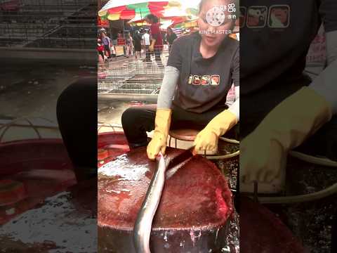 Amazing Big Eel Fish Cutting Techniques l #shorts #fishcuting #eel