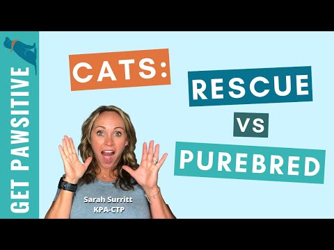 Picking the Perfect Pet: Cats Rescue vs Purebred