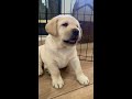 犬の動画 495