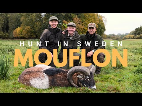Mouflon Hunt in Sweden – A Brother’s Big Moment